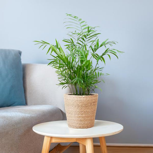 Chamaedorea Elegans - Mexicaanse Bergpalm | 55 cm | Potmaat 17 cm | Luchtzuiverend, Makkelijk & Diervriendelijk