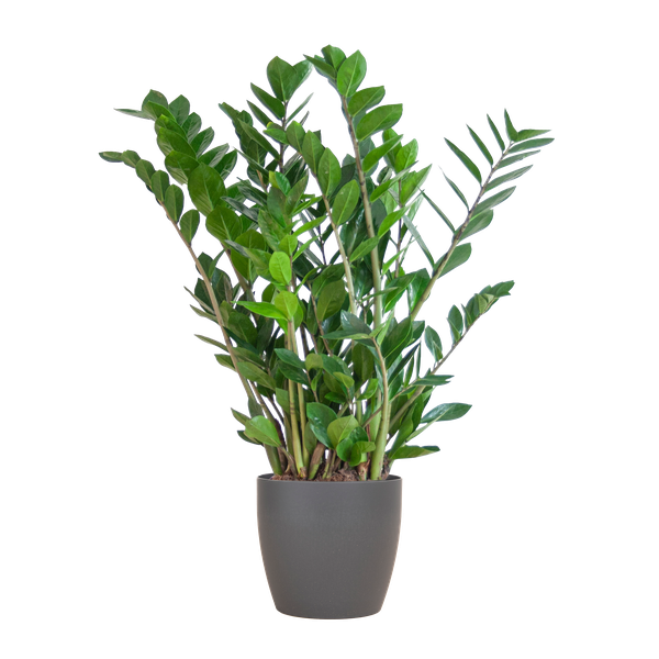 Zamioculcas Zamiifolia - ZZ Plant | 80 cm | Potmaat Ø21 cm | Weinig water & Makkelijk te verzorgen