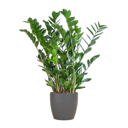 Zamioculcas Zamiifolia - ZZ Plant | 80 cm | Potmaat Ø21 cm | Weinig water & Makkelijk te verzorgen
