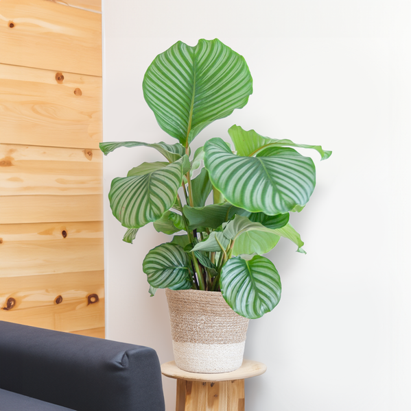 Calathea orbifolia - 65cm - Ø19