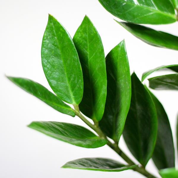 Zamioculcas Zamiifolia - ZZ Plant | 80 cm | Potmaat Ø21 cm | Weinig water & Makkelijk te verzorgen