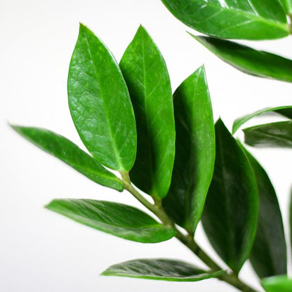 Zamioculcas Zamiifolia - ZZ Plant | 80 cm | Potmaat Ø21 cm | Weinig water & Makkelijk te verzorgen