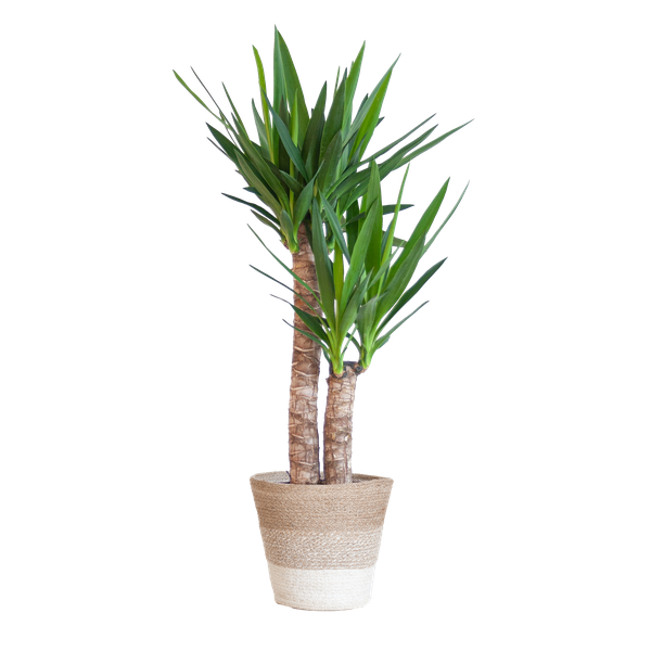 Yucca Elephantipes - 90cm - Ø21