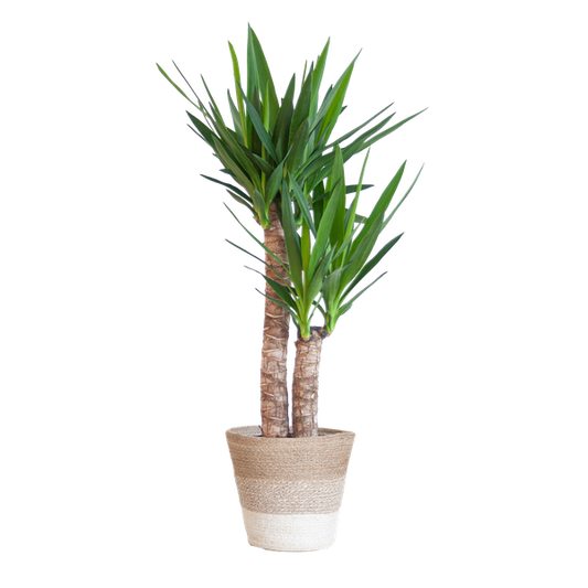 Yucca Elephantipes - 90cm - Ø21