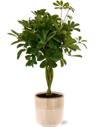 Schefflera Compacta - Vingerboom | 80 cm | Potmaat Ø19 cm | Inclusief gratis pot