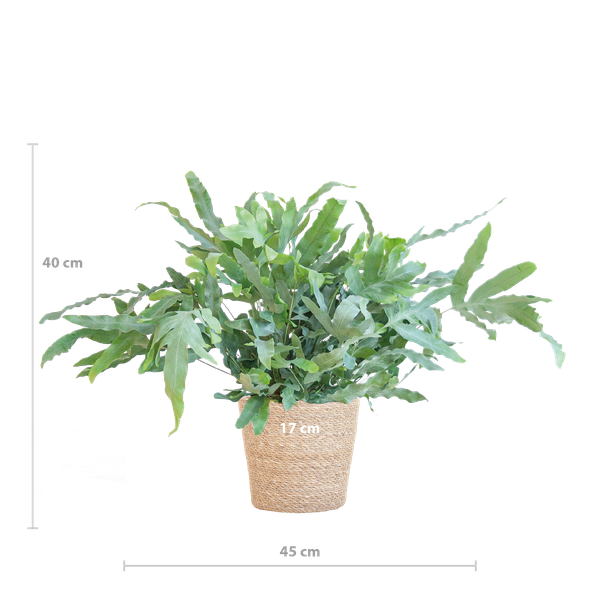 Phlebodium Aureum - Blauwvaren | 40 cm | Potmaat Ø17 cm | Luchtzuiverend, Makkelijk & Diervriendelijk