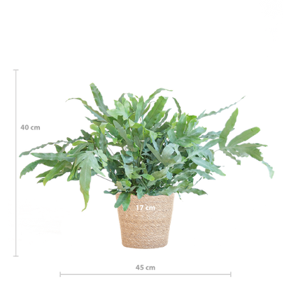 Phlebodium Aureum - Blauwvaren | 40 cm | Potmaat Ø17 cm | Luchtzuiverend, Makkelijk & Diervriendelijk