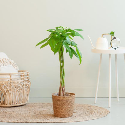 Pachira Aquatica - Geldboom | 80 cm | Potmaat Ø21 cm | Luchtzuiverend & Makkelijk te verzorgen