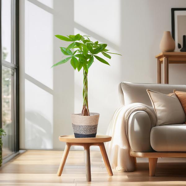 Pachira Aquatica - Geldboom | 80 cm | Potmaat Ø21 cm | Luchtzuiverend & Makkelijk te verzorgen