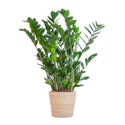 Zamioculcas Zamiifolia - ZZ Plant | 80 cm | Potmaat Ø21 cm | Weinig water & Makkelijk te verzorgen