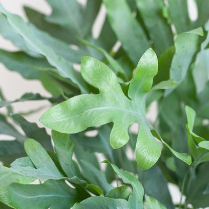 Phlebodium Aureum - Blauwvaren | 40 cm | Potmaat Ø17 cm | Luchtzuiverend, Makkelijk & Diervriendelijk