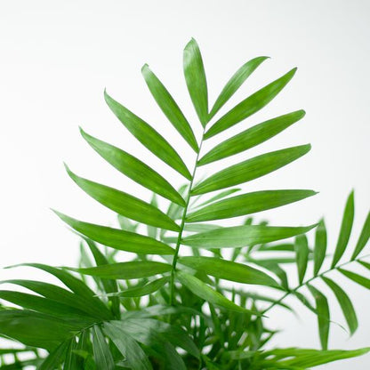 Chamaedorea Elegans - Mexicaanse Bergpalm | 55 cm | Potmaat 17 cm | Luchtzuiverend, Makkelijk & Diervriendelijk