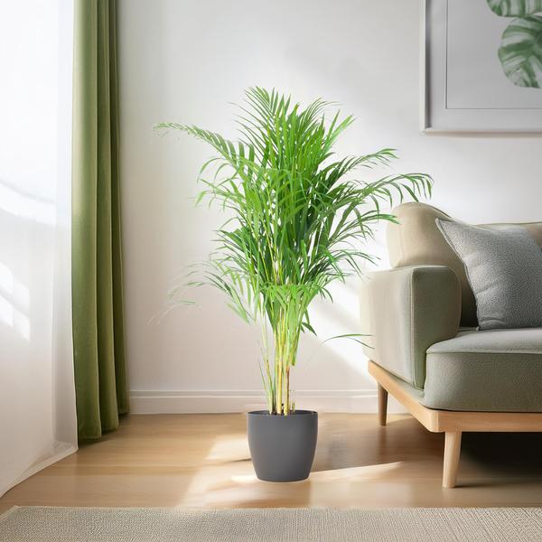 Areca Palm (Dypsis lutescens) - Goudpalm | 100 cm | Potmaat 21 cm | Inclusief gratis mand