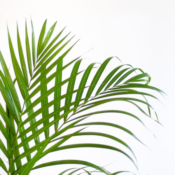 Areca Palm (Dypsis lutescens) - Goudpalm | 100 cm | Potmaat 21 cm | Inclusief gratis mand