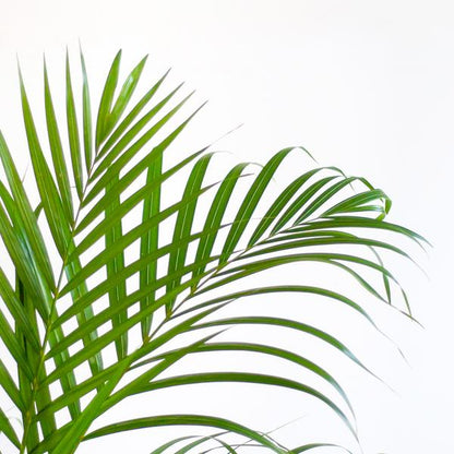 Areca Palm (Dypsis lutescens) - Goudpalm | 100 cm | Potmaat 21 cm | Inclusief gratis mand