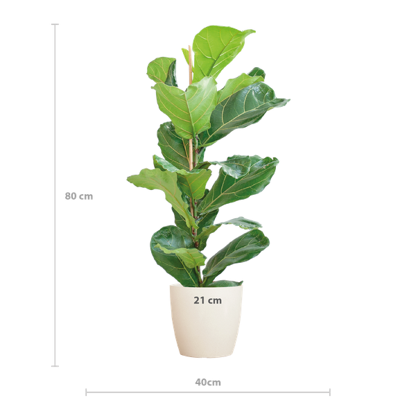 Ficus Lyrata - 80cm - Ø21