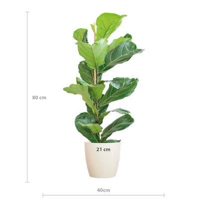 Ficus Lyrata - 80cm - Ø21