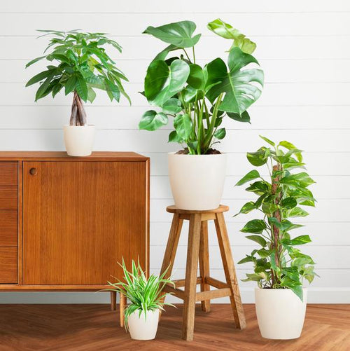 Easy Care Plantenbox - Makkelijke Kamerplanten Set | Weinig Onderhoud & Luchtzuiverend