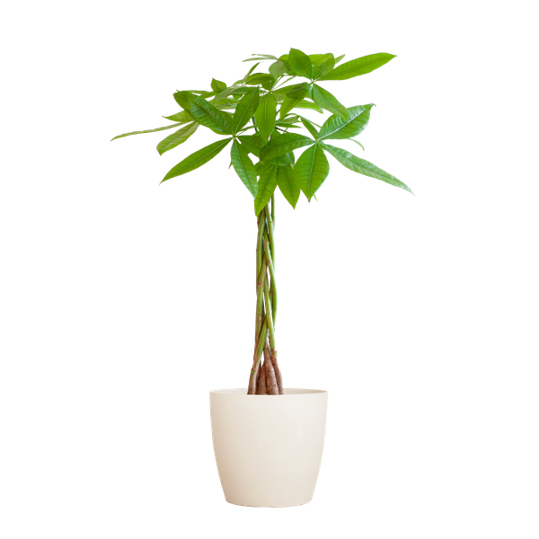 Pachira Aquatica - Geldboom | 80 cm | Potmaat Ø21 cm | Luchtzuiverend & Makkelijk te verzorgen