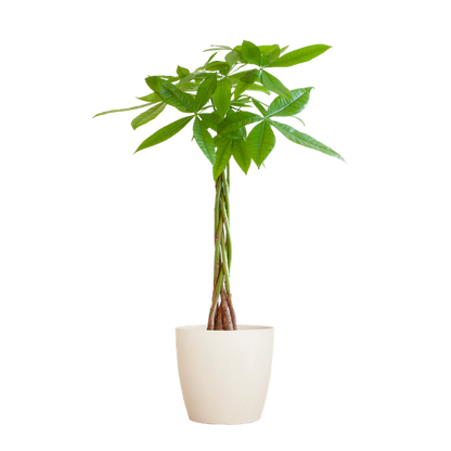 Pachira Aquatica - Geldboom | 80 cm | Potmaat Ø21 cm | Luchtzuiverend & Makkelijk te verzorgen