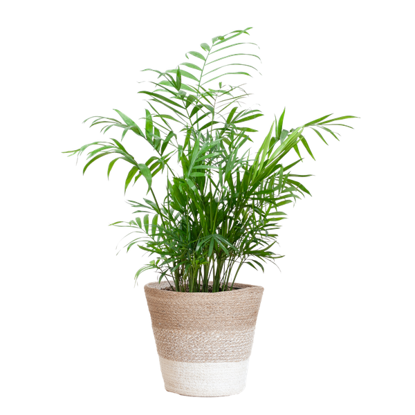 Chamaedorea Elegans - Mexicaanse Bergpalm | 55 cm | Potmaat 17 cm | Luchtzuiverend, Makkelijk & Diervriendelijk