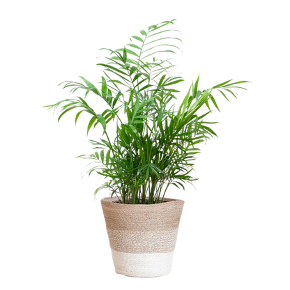 Chamaedorea Elegans - Mexicaanse Bergpalm | 55 cm | Potmaat 17 cm | Luchtzuiverend, Makkelijk & Diervriendelijk