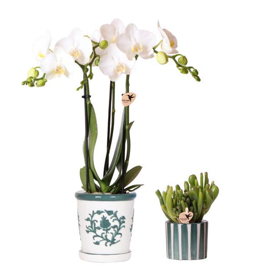Gift set van witte orchidee Amabilis