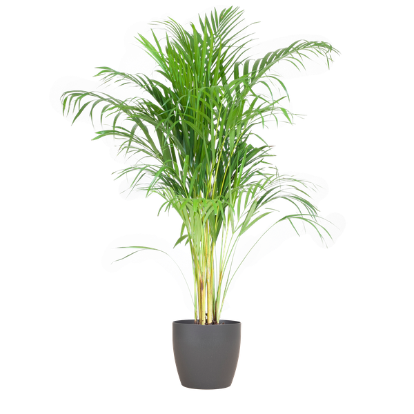 Areca Palm (Dypsis lutescens) - Goudpalm | 100 cm | Potmaat 21 cm | Inclusief gratis mand