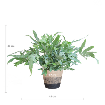 Phlebodium Aureum - Blauwvaren | 40 cm | Potmaat Ø17 cm | Luchtzuiverend, Makkelijk & Diervriendelijk