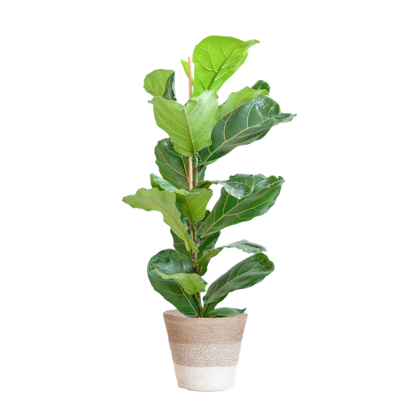 Ficus Lyrata - 80cm - Ø21