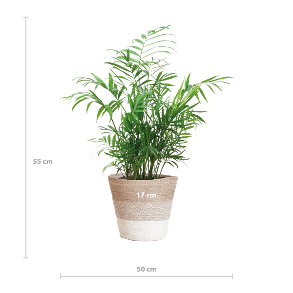 Chamaedorea Elegans - Mexicaanse Bergpalm | 55 cm | Potmaat 17 cm | Luchtzuiverend, Makkelijk & Diervriendelijk