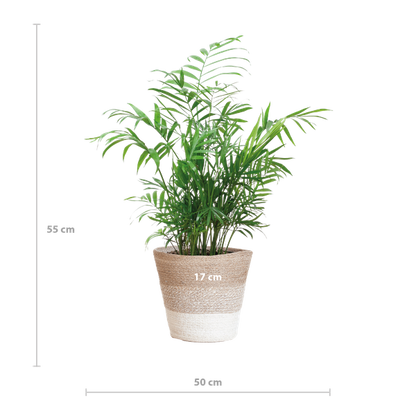 Chamaedorea Elegans - Mexicaanse Bergpalm | 55 cm | Potmaat 17 cm | Luchtzuiverend, Makkelijk & Diervriendelijk