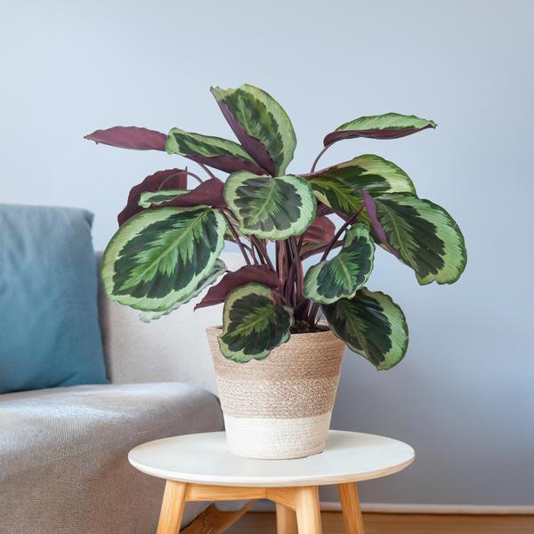 Calathea Medaillon - 65cm - Ø19