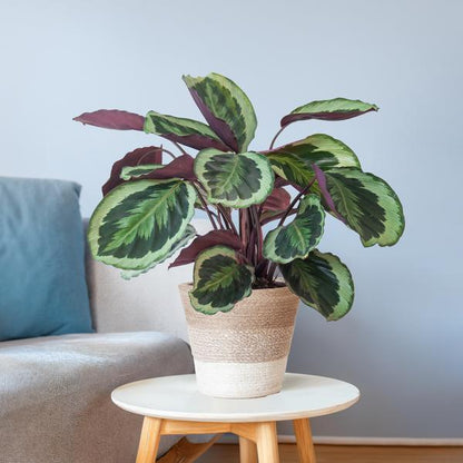 Calathea Medaillon - 65cm - Ø19