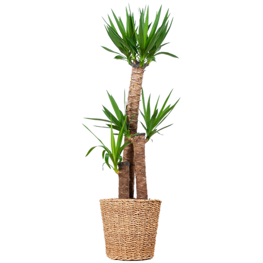 Yucca XL - 125cm - Ø24