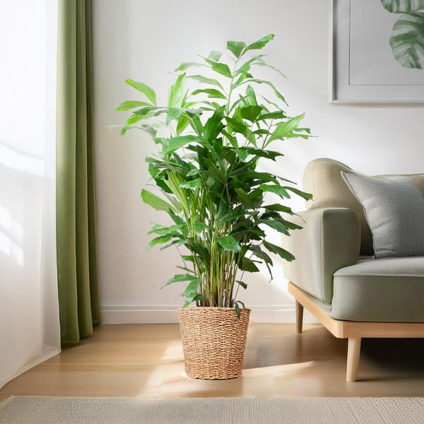 Caryota Mitis XL - 130cm - Ø24