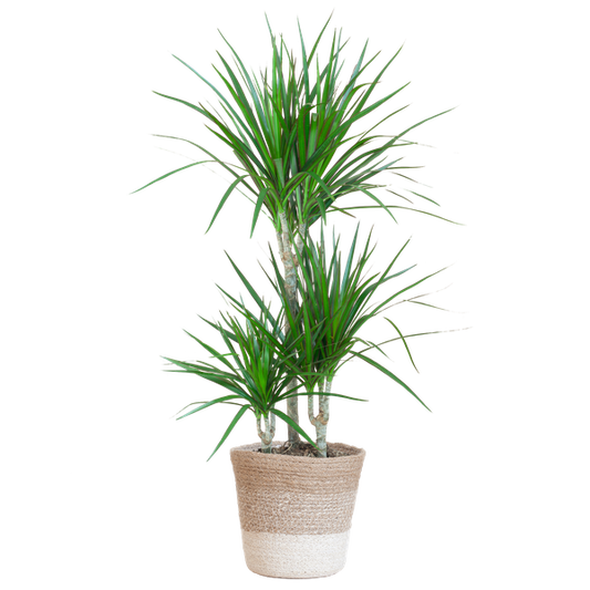 Dracaena Marginata - 95cm - Ø21