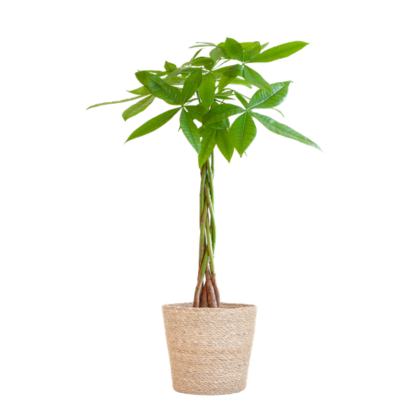 Pachira Aquatica - Geldboom | 80 cm | Potmaat Ø21 cm | Luchtzuiverend & Makkelijk te verzorgen