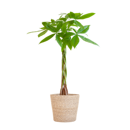 Pachira Aquatica - Geldboom | 80 cm | Potmaat Ø21 cm | Luchtzuiverend & Makkelijk te verzorgen
