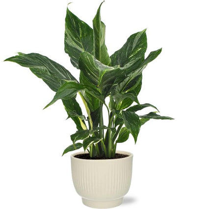 Spathiphyllum Diamond - Lepelplant | 40 cm | Potmaat Ø12 cm | Luchtzuiverend & Makkelijk te verzorgen