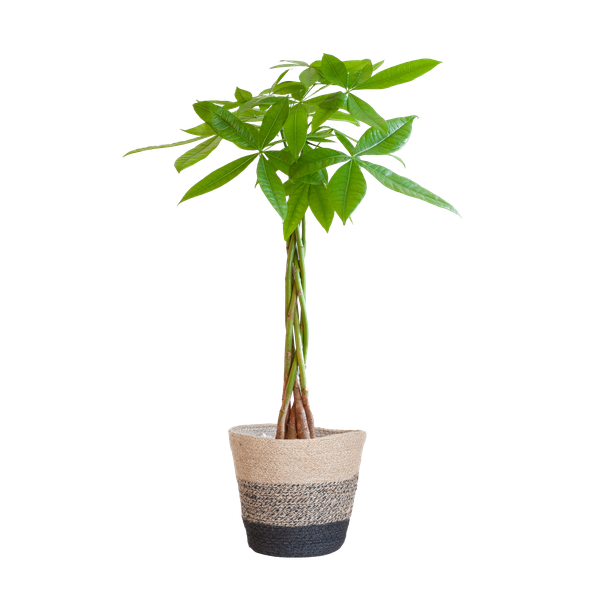 Pachira Aquatica - Geldboom | 80 cm | Potmaat Ø21 cm | Luchtzuiverend & Makkelijk te verzorgen