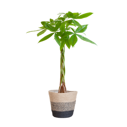 Pachira Aquatica - Geldboom | 80 cm | Potmaat Ø21 cm | Luchtzuiverend & Makkelijk te verzorgen