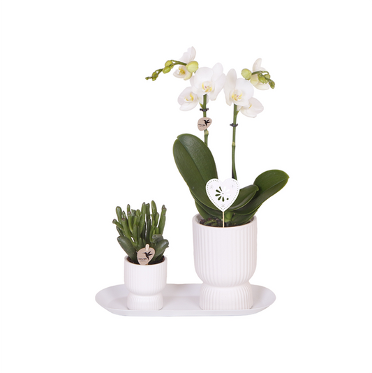 Gift set Love white small