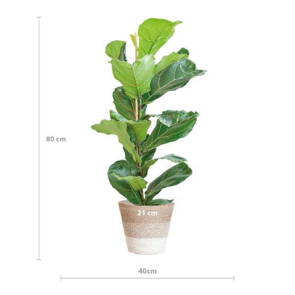 Ficus Lyrata - 80cm - Ø21