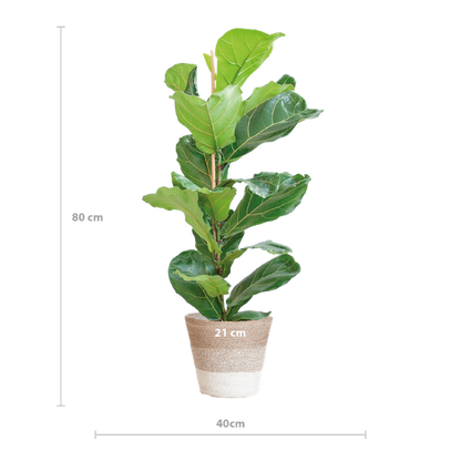 Ficus Lyrata - 80cm - Ø21