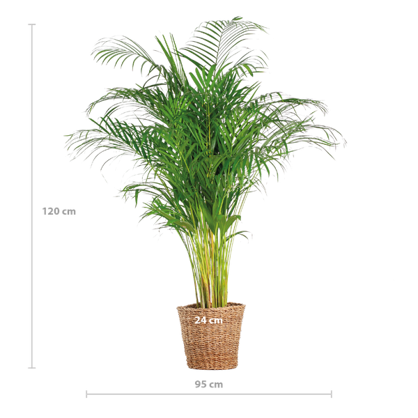 Areca Palm XL- 120cm - Ø24