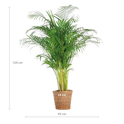 Areca Palm XL- 120cm - Ø24