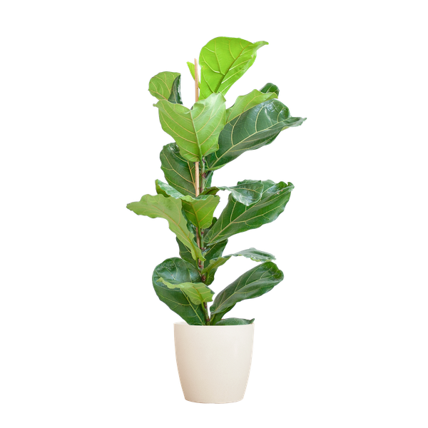 Ficus Lyrata - 80cm - Ø21