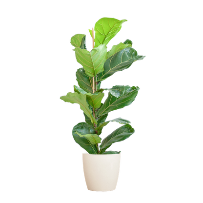 Ficus Lyrata - 80cm - Ø21