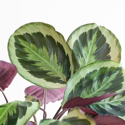 Calathea Medaillon - 65cm - Ø19